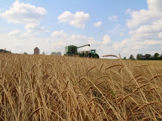Organic de-hulled spelt (husks removed and milling ready), which