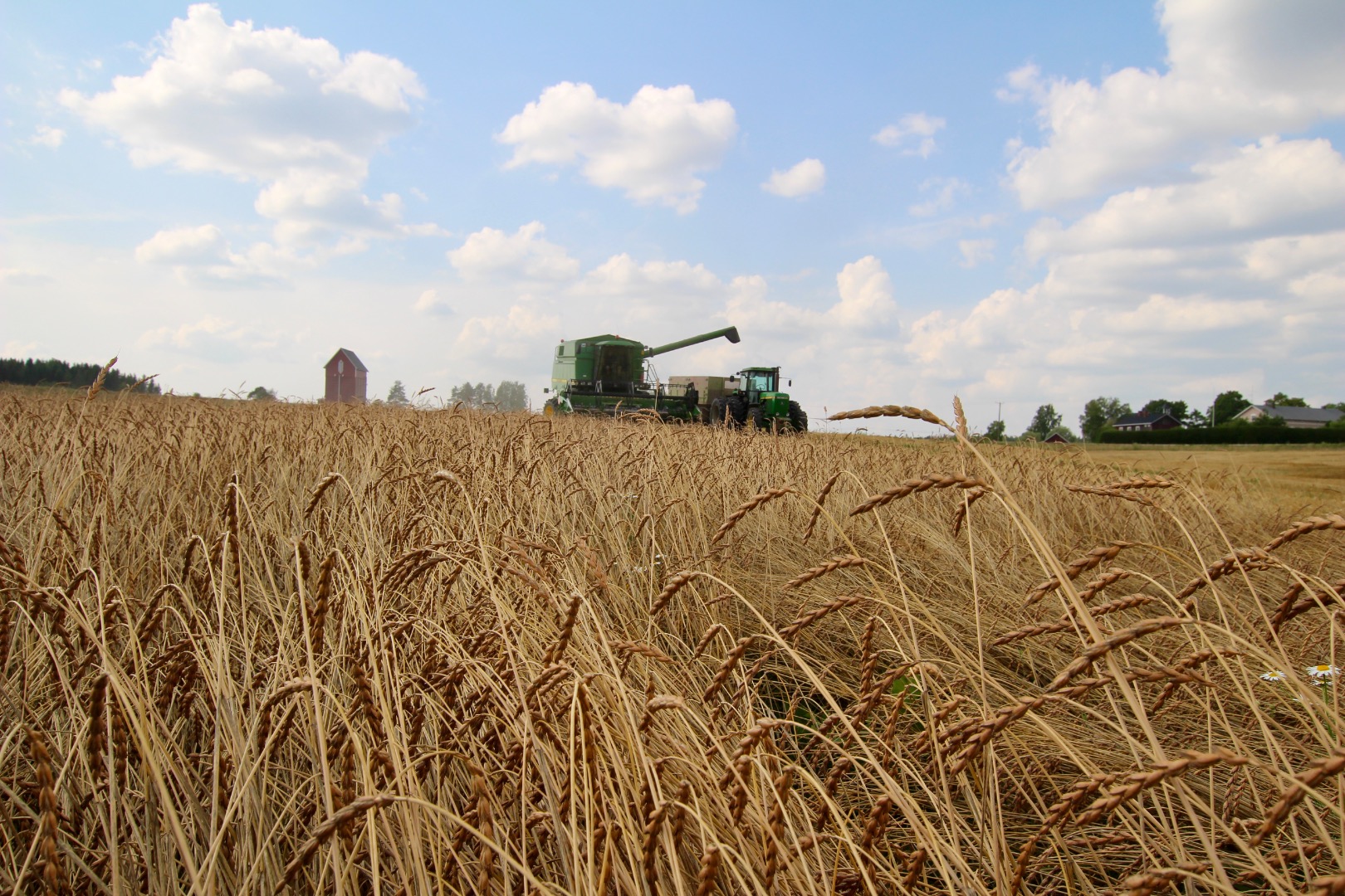 Organic de-hulled spelt (husks removed and milling ready), which can be sold in bulk or in 1MT big bags