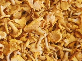 Fresh Chanterelle Mushrooms – Available in Large Quantities We
