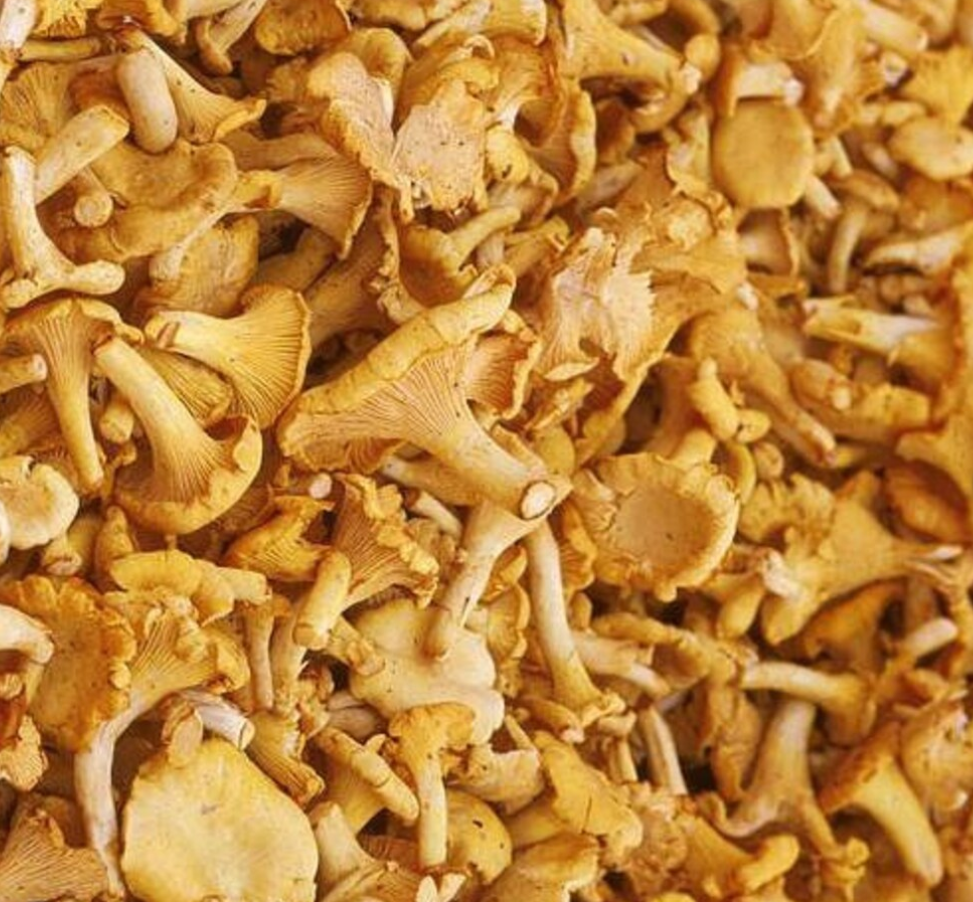 Fresh Chanterelle Mushrooms – Available in Large Quantities We are suppliers of high-quality fresh chanterelle mushrooms in large quantities