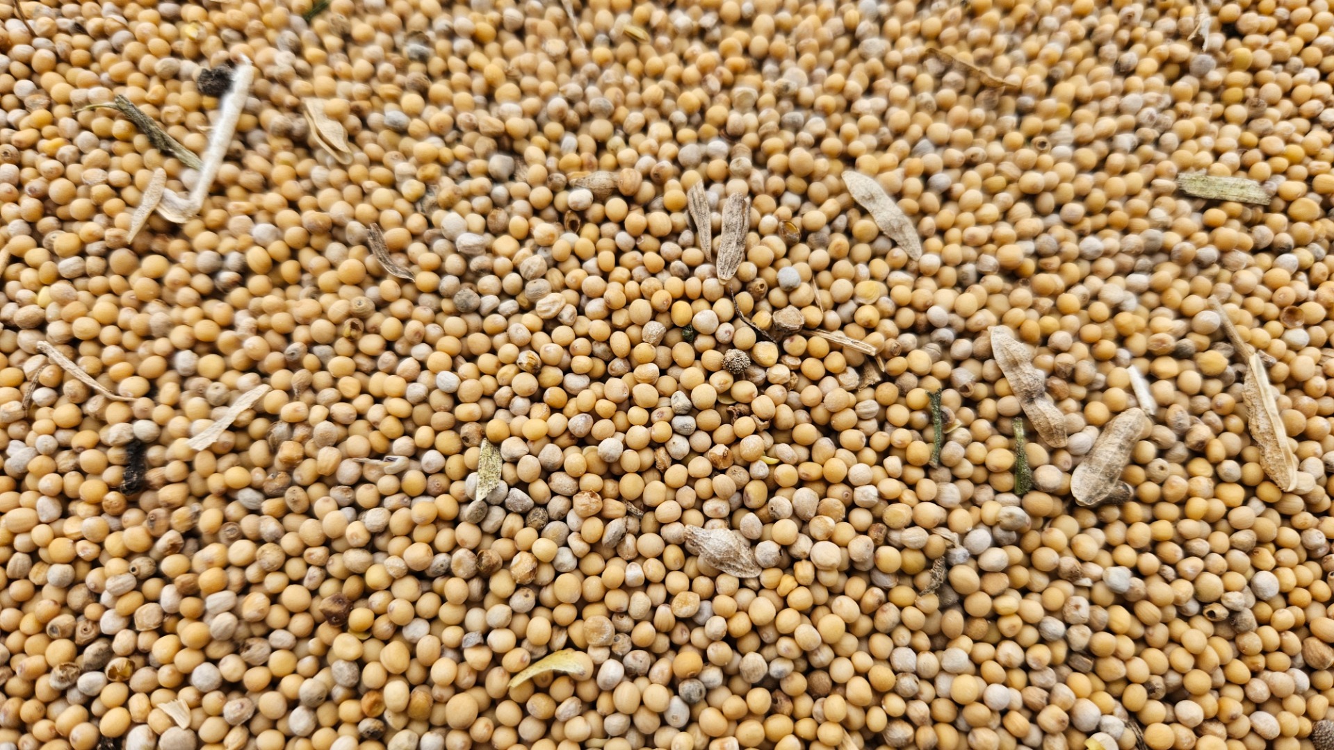 I will sell ~24t of white mustard, my own product from a farmer, near Włocławek, loose loading, harvest 2024