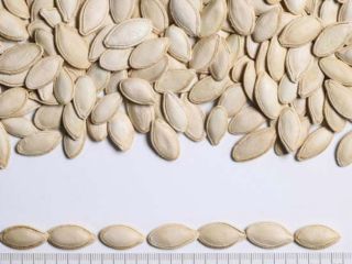 Selling pumpkin seeds. Harvest 2024. Unshelled pumpkin seeds. Selling