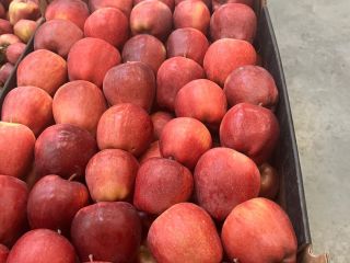 We sell apples of different varieties at different prices.