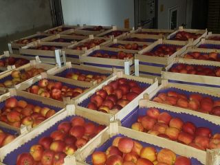 Fresh apples directly from the producer Our offer includes: