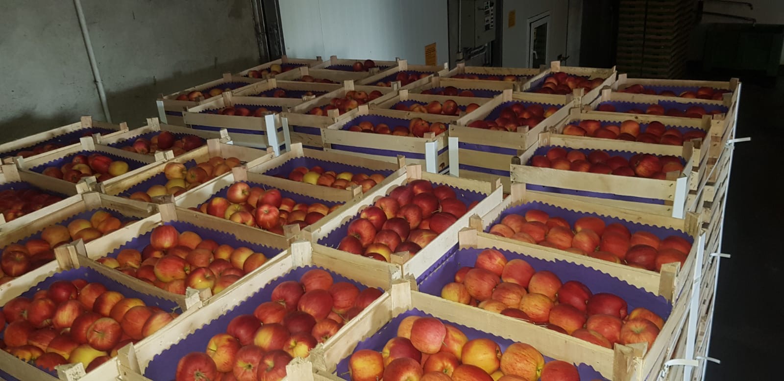 Fresh apples directly from the producer Our offer includes: • Gala Royal apples, calibration 65+, • Packed in 13 kg cartons or 13 kg wooden crates