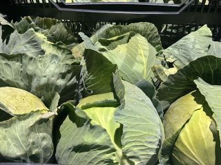 I am selling smooth cabbage, harvest forecast for May.