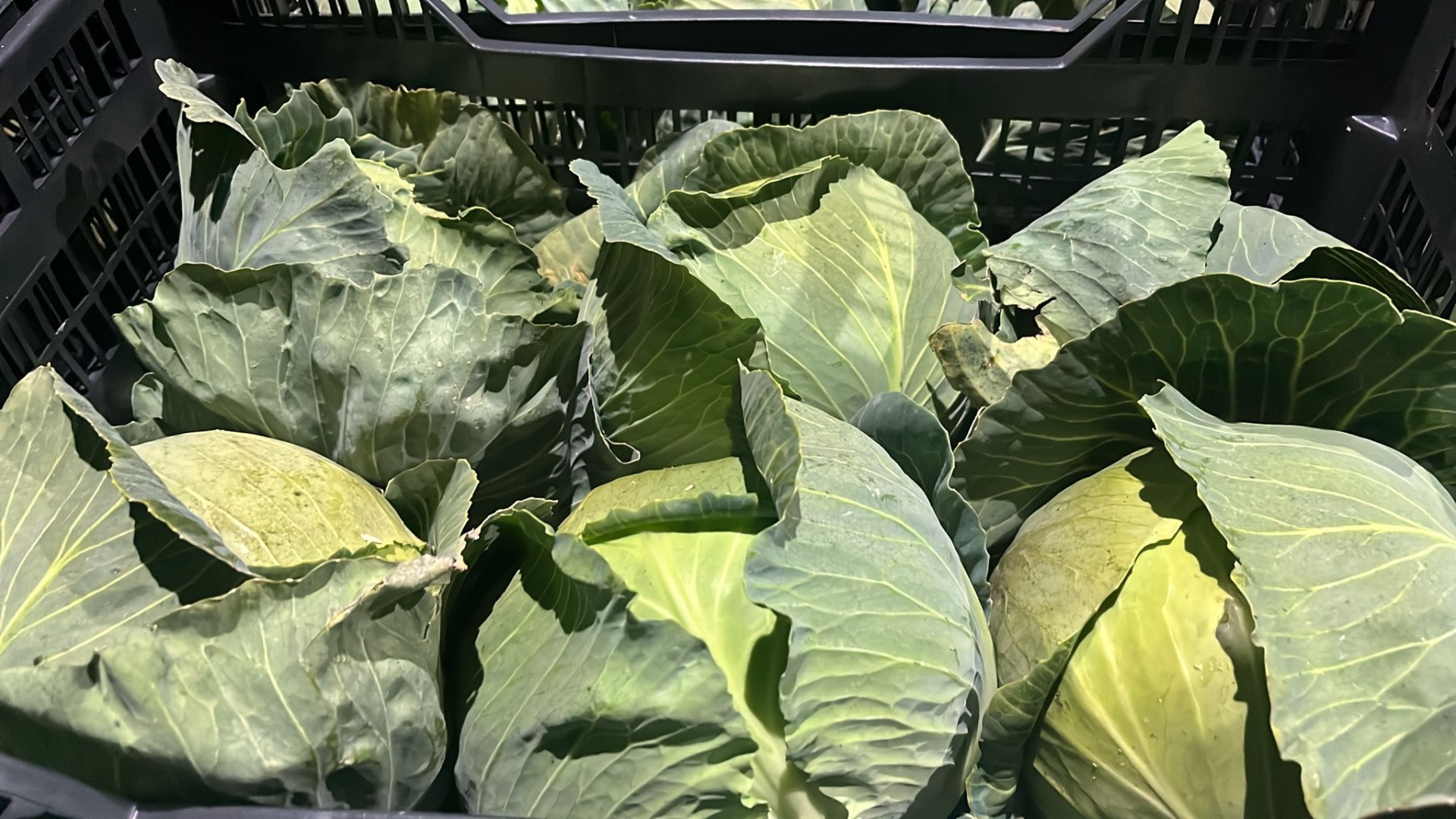 I am selling smooth cabbage, harvest forecast for May