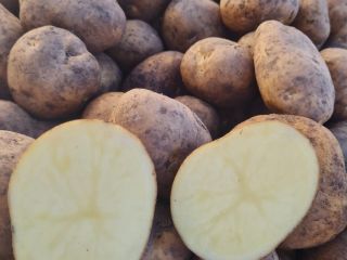 Potatoes Melody, Gala ,Madrid,Nectar.