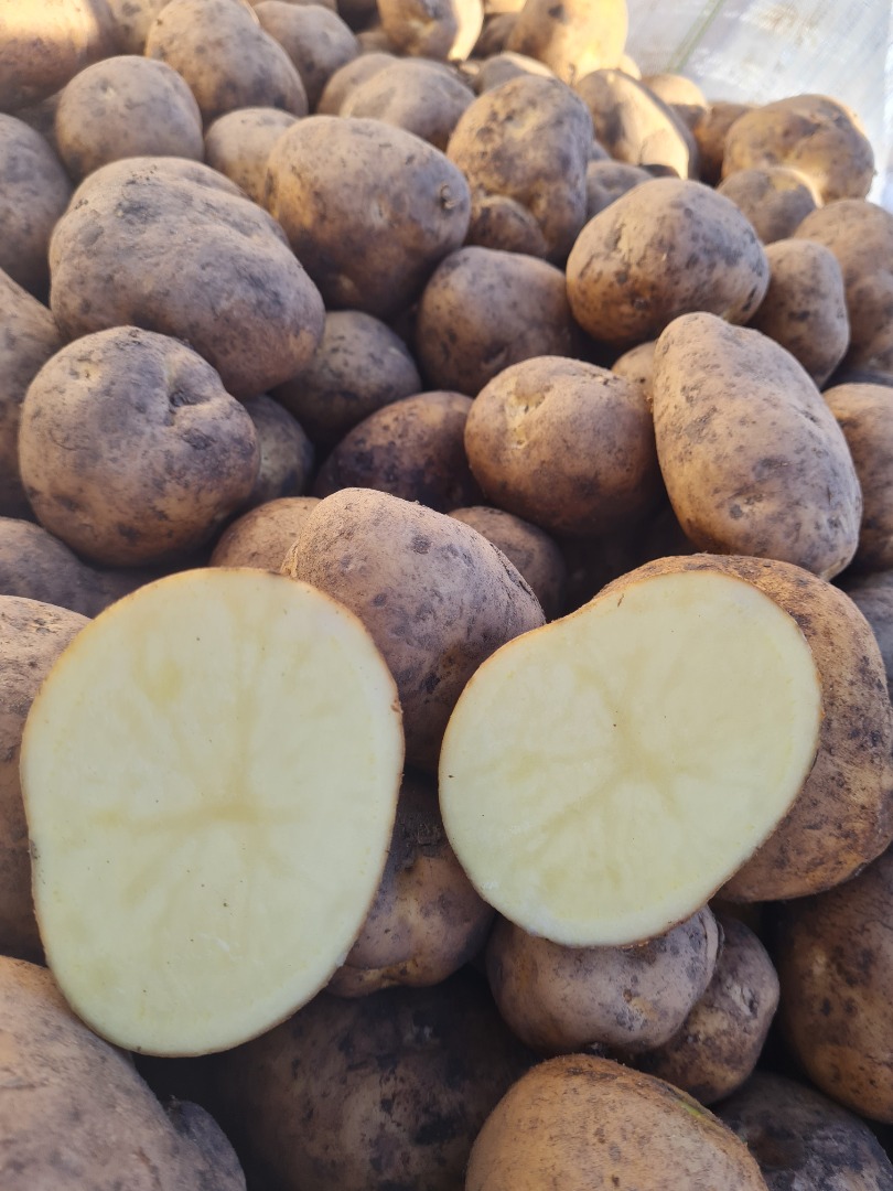 Potatoes Melody, Gala ,Madrid,Nectar