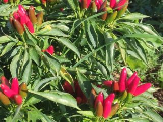 Selling Piri-Piri picanto, available after June 15, 2025