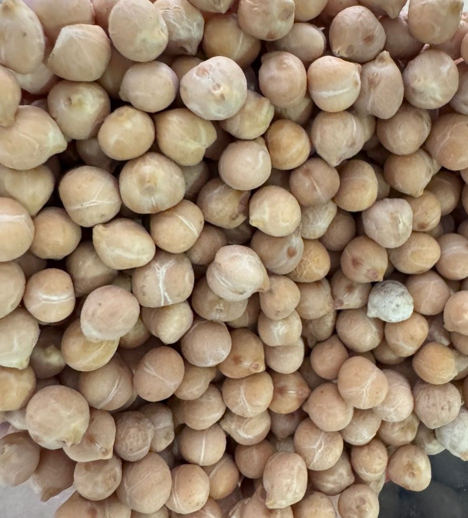 Chickpeas CHICKPEAS(KABULITYPE) Harvest 2024 Moisture: 12.0% Max Grain impurity: 2.30% Max Purity: 98% Min Hulled, split, broken: 2.00% Max Mineral and organic