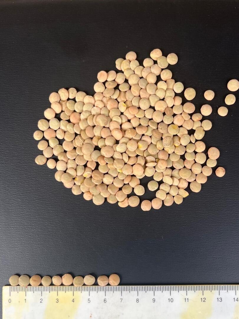 We are happy to offer you green lentils type Laird from Kazakhstan from our warehouse in the Netherlands