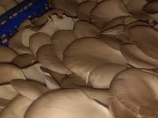 Oyster mushrooms available for sale from our own farm.