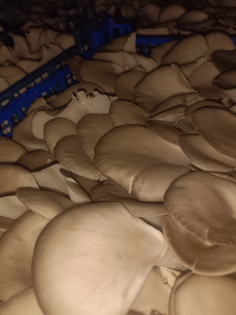 Oyster mushrooms available for sale from our own farm