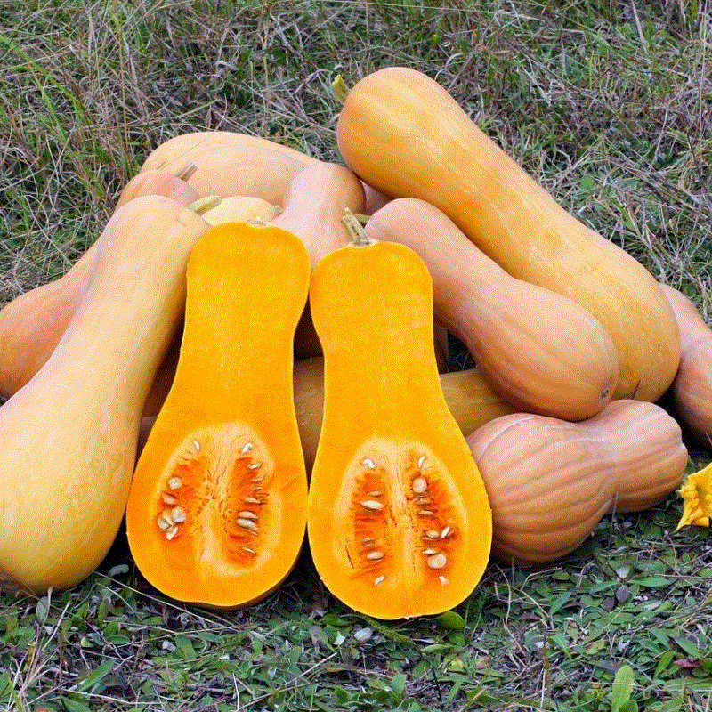 We produce organic pumpkin (with organic certificate)