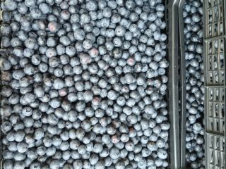 I am selling a large quantity of fresh blueberries.
