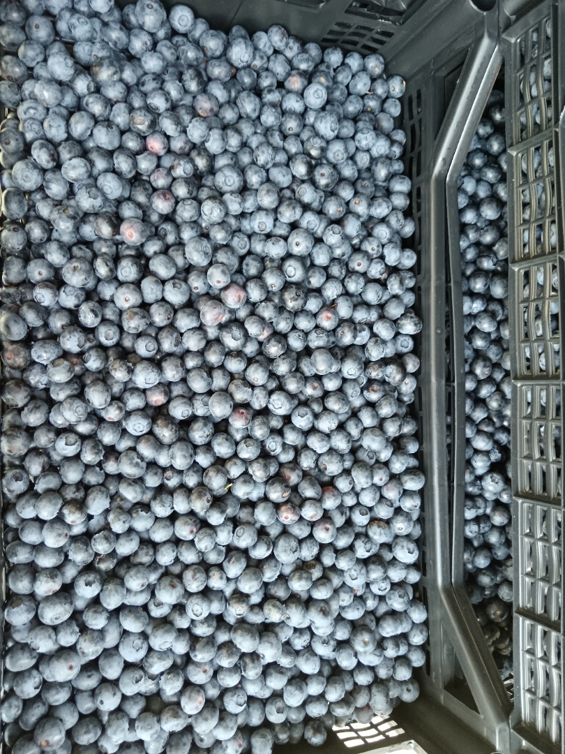 I am selling a large quantity of fresh blueberries