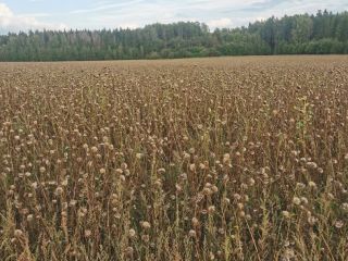 Organik milk thistle. Dry and clean.