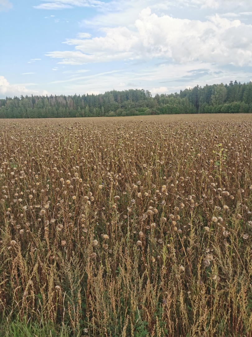 Organik milk thistle