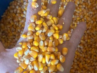 1. Product: YELLOW CORN 2. Origin: ARGENTINA 3. Specification:
