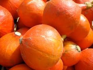 We are looking for organic Hokkaido pumpkin. Please make