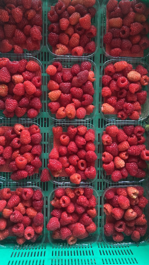 Hello, we produce tunnel raspberries, red currants, blueberries, we have Global GAP and export other fresh fruits and vegetables