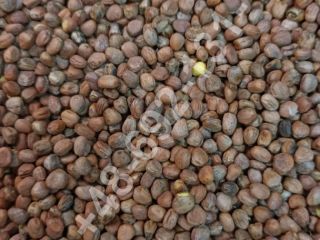 We offer oil radish in wholesale. Harvest - 2024.