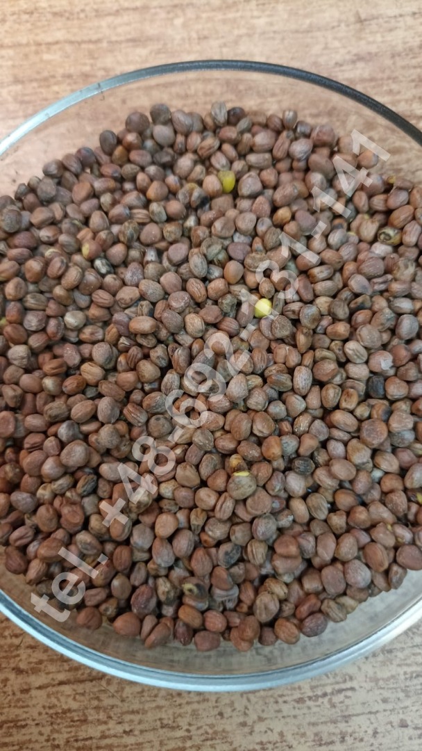 We offer oil radish in wholesale