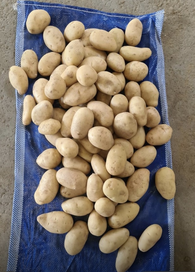 Caliber large (also small and medium in the offer) Spunta potatoes, packed in 10kg or to be agreed