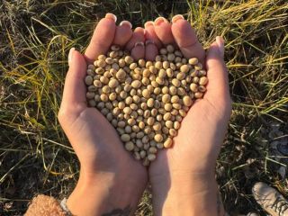 Soybean seed is the most common among grain legumes