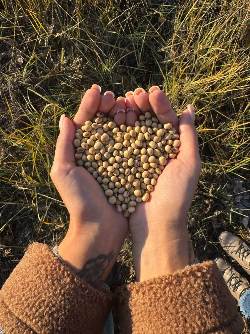 Soybean seed is the most common among grain legumes and oilseeds