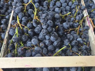 I own over 70 tons of black table grapes