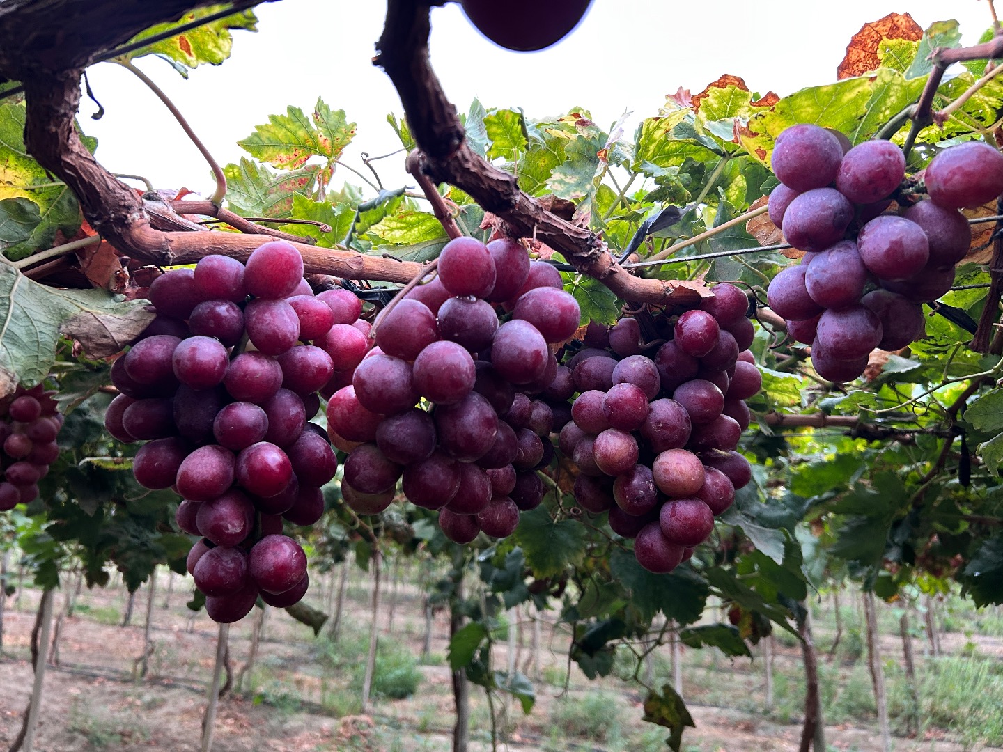 Red Globe Grapes for Export - Piura, Peru We offer high quality Red Globe grapes, grown in Piura, Peru, ideal for international markets