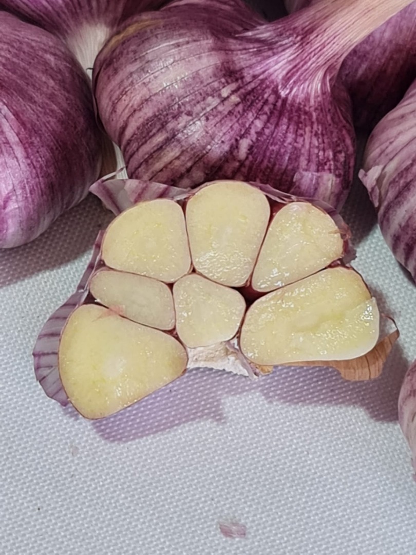 Purple garlic harvested in December 2024, already dried