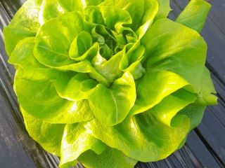 Butterhead lettuce for sale for a week, a week