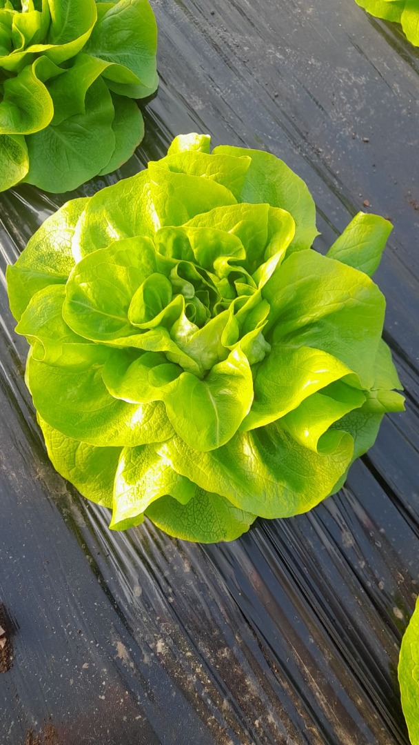 Butterhead lettuce for sale for a week, a week and a half