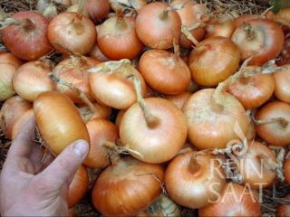 Hello, I am looking to buy large quantities of