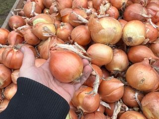 High quality onions!!! Export!!! FITO!!!