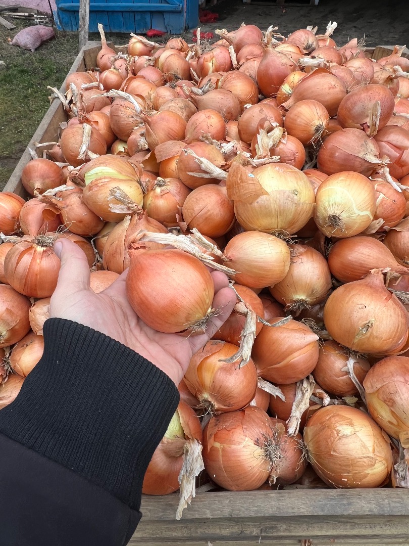 High quality onions!!! Export!!! FITO!!!