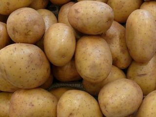 Table potatoes – wholesale of the highest quality We