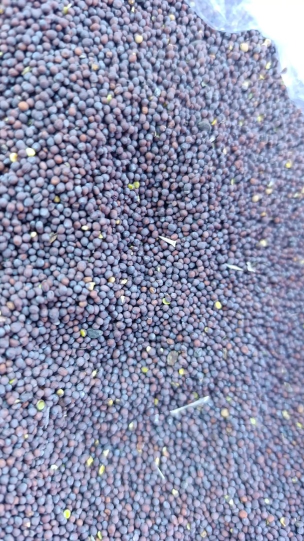 we offer you black mustard at the price of 2600zl/t net collection in Małaszewicze