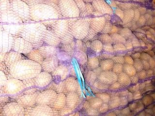 I will sell potatoes of the Soraya variety, size