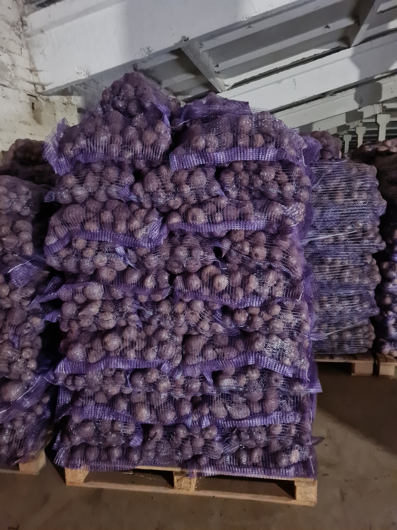 Red beet 0,16ct/kg