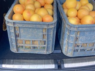 1200T of Grapefruit from Morocco.