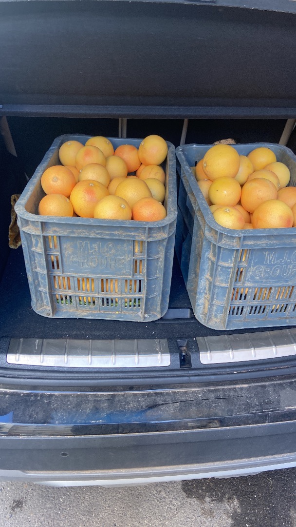 1200T of Grapefruit from Morocco