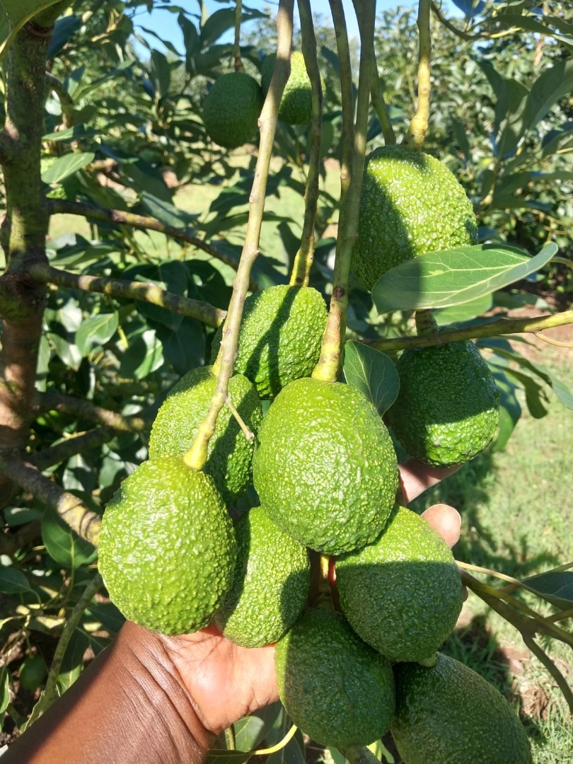 M&K organic is a company registered in Poland and Importing fresh Avocados such as Hass and Fuerte from Kenya to Europe