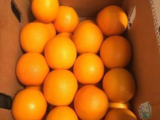 Hello, I offer the Valencia variety, country of origin