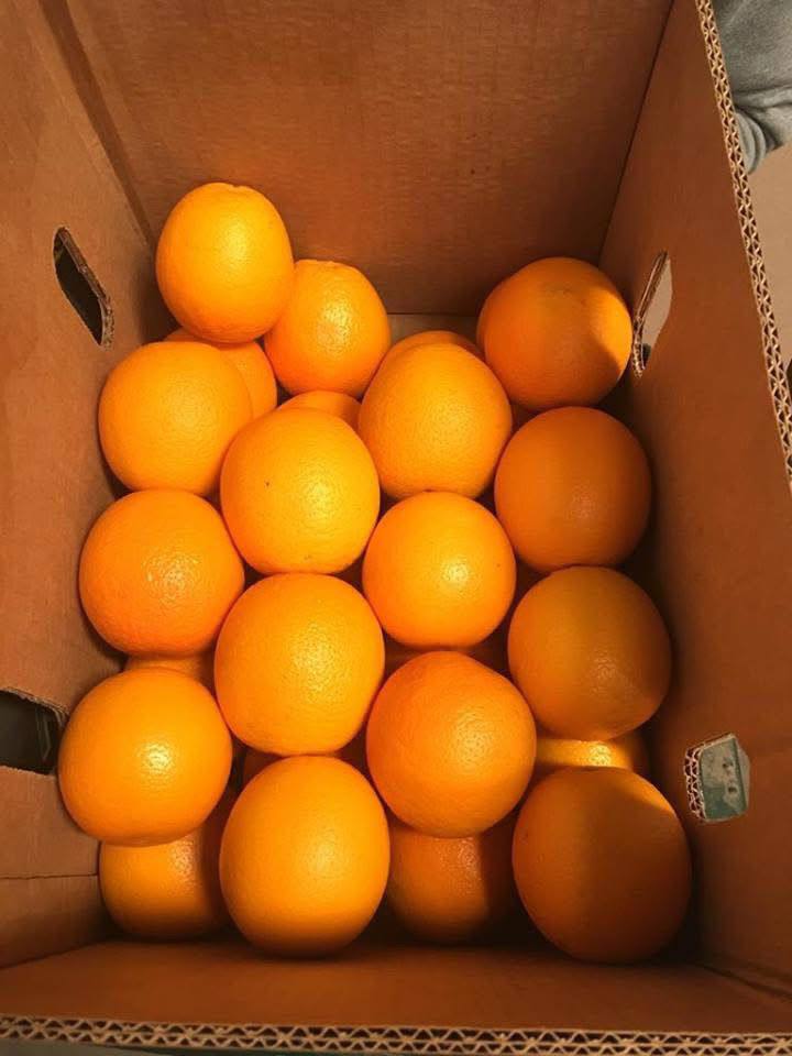 Hello, I offer the Valencia variety, country of origin Egypt, port Koper, full truck quantities