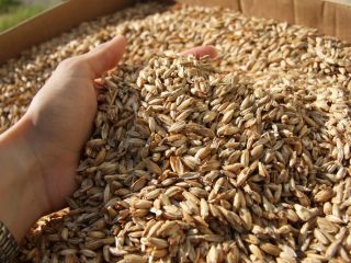 spelt wheat 110 tone 0.40 eur/kg with certificate from