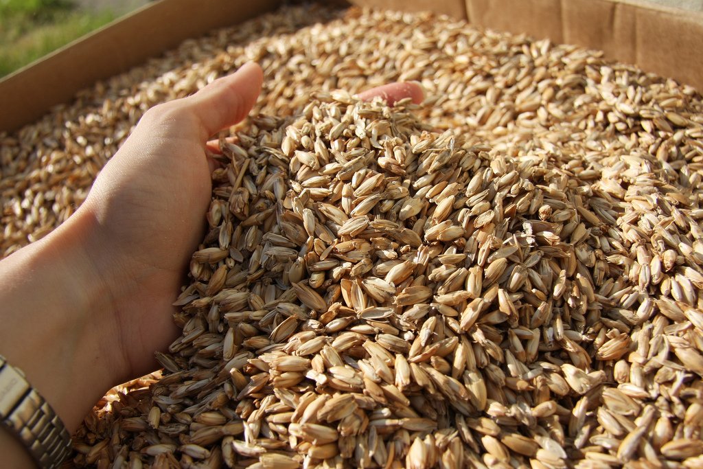spelt wheat 110 tone 0.40 eur/kg with certificate from Primoris referring to no use of pesticides price exw